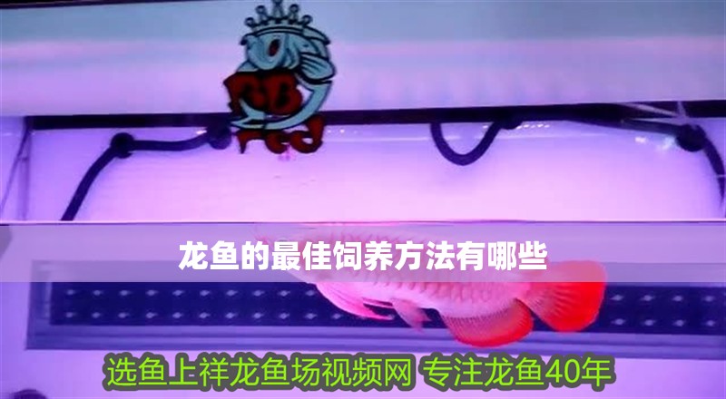 龍魚的最佳飼養方法有哪些