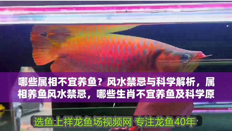 哪些屬相不宜養(yǎng)魚？風(fēng)水禁忌與科學(xué)解析，屬相養(yǎng)魚風(fēng)水禁忌，哪些生肖不宜養(yǎng)魚及科學(xué)原因解析