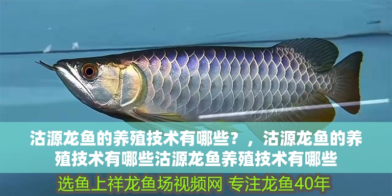 沽源龍魚的養殖技術有哪些？，沽源龍魚的養殖技術有哪些沽源龍魚養殖技術有哪些