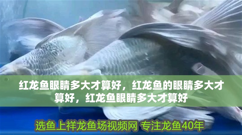 紅龍魚眼睛多大才算好，紅龍魚的眼睛多大才算好，紅龍魚眼睛多大才算好
