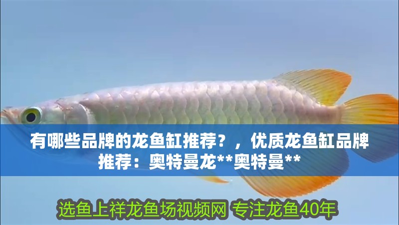 有哪些品牌的龍魚缸推薦？，優質龍魚缸品牌推薦：奧特曼龍**奧特曼**