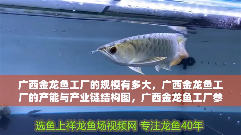 廣西金龍魚工廠的規模有多大，廣西金龍魚工廠的產能與產業鏈結構圖，廣西金龍魚工廠參觀體驗
