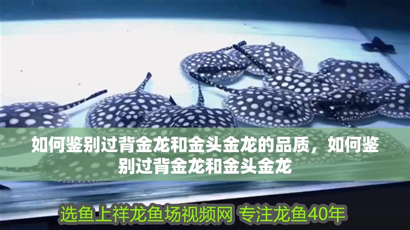 如何鑒別過背金龍和金頭金龍的品質，如何鑒別過背金龍和金頭金龍