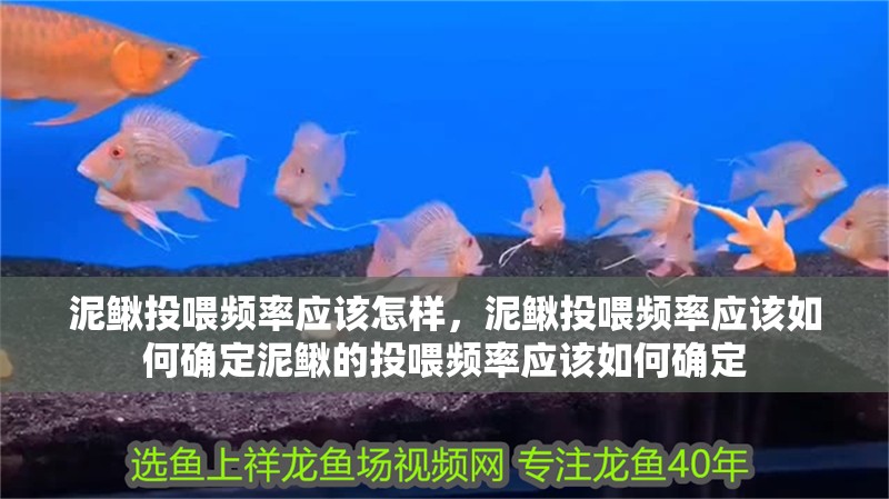 泥鰍投喂頻率應該怎樣，泥鰍投喂頻率應該如何確定泥鰍的投喂頻率應該如何確定