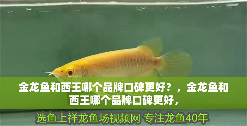 金龍魚和西王哪個(gè)品牌口碑更好？，金龍魚和西王哪個(gè)品牌口碑更好，