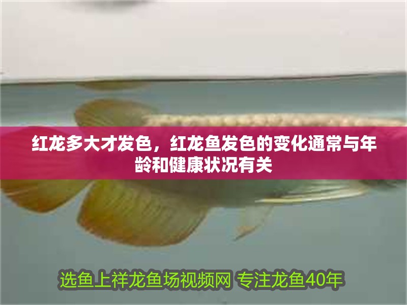 紅龍多大才發色，紅龍魚發色的變化通常與年齡和健康狀況有關