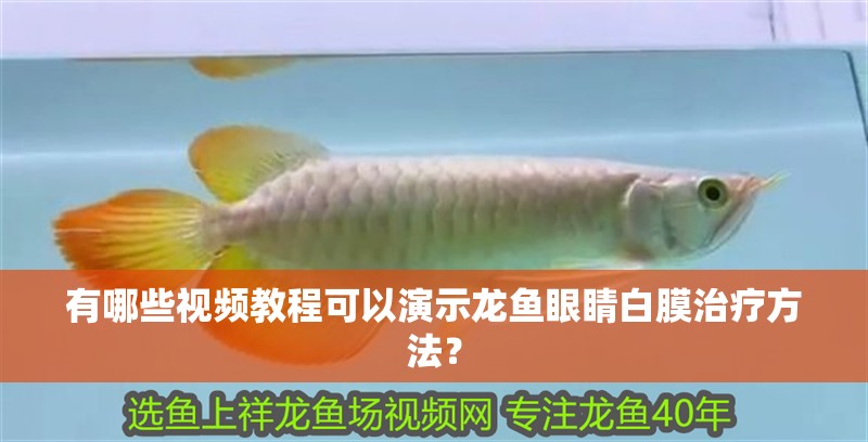 有哪些視頻教程可以演示龍魚眼睛白膜治療方法？