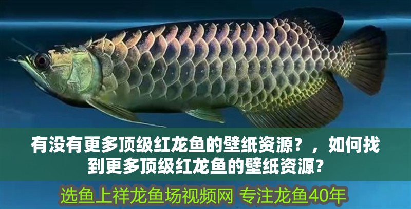 有沒有更多頂級紅龍魚的壁紙資源？，如何找到更多頂級紅龍魚的壁紙資源？