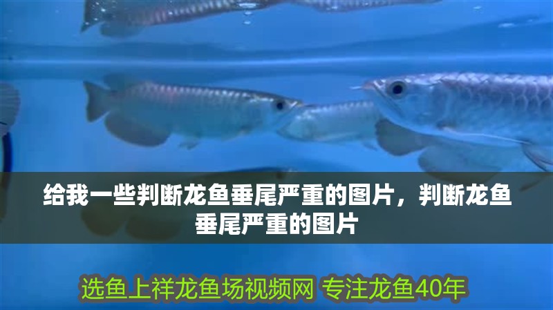 給我一些判斷龍魚垂尾嚴重的圖片，判斷龍魚垂尾嚴重的圖片