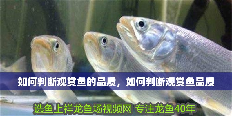 如何判斷觀賞魚的品質(zhì)，如何判斷觀賞魚品質(zhì)