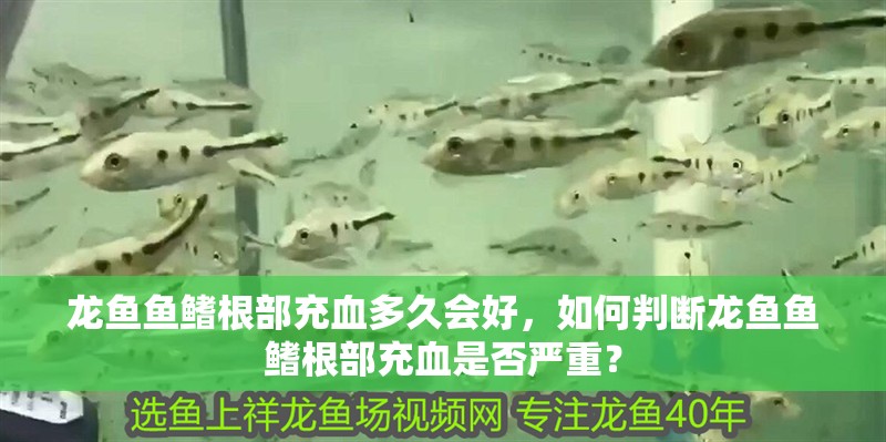 龍魚魚鰭根部充血多久會好，如何判斷龍魚魚鰭根部充血是否嚴重？