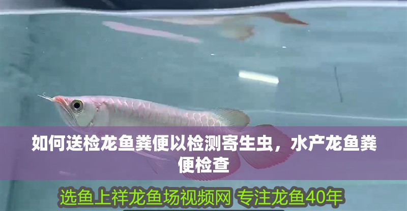 如何送檢龍魚糞便以檢測(cè)寄生蟲，水產(chǎn)龍魚糞便檢查