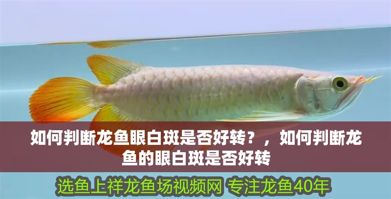 如何判斷龍魚眼白斑是否好轉？，如何判斷龍魚的眼白斑是否好轉