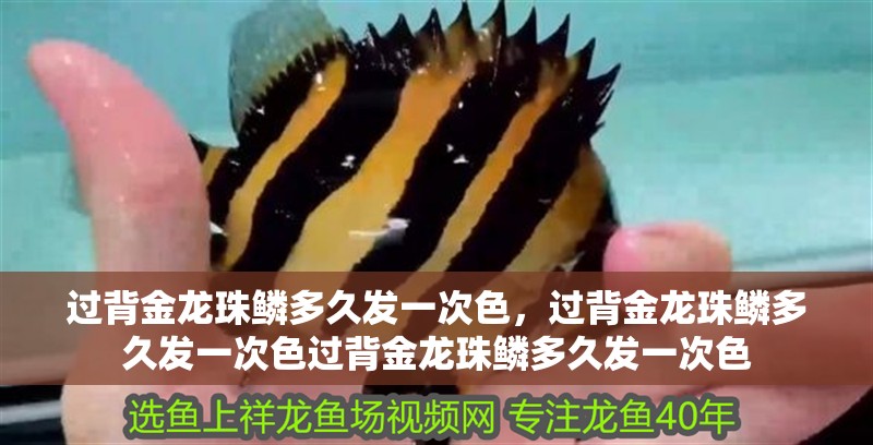 過背金龍珠鱗多久發(fā)一次色，過背金龍珠鱗多久發(fā)一次色過背金龍珠鱗多久發(fā)一次色