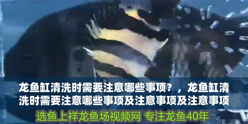龍魚缸清洗時需要注意哪些事項？，龍魚缸清洗時需要注意哪些事項及注意事項及注意事項
