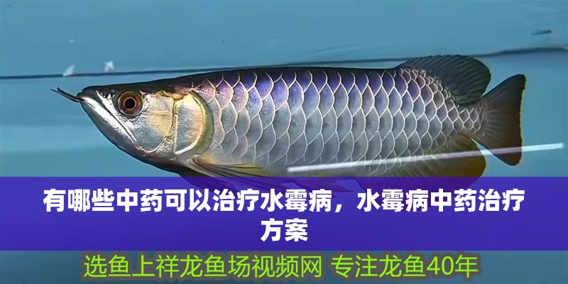 有哪些中藥可以治療水霉病，水霉病中藥治療方案