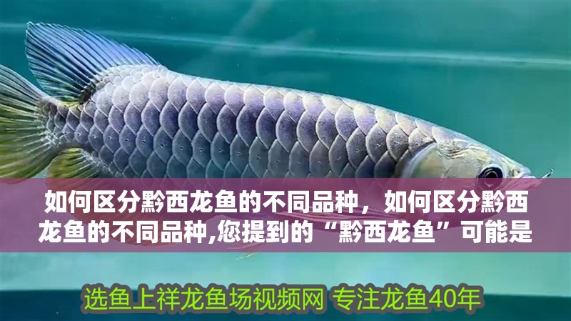 如何區分黔西龍魚的不同品種，如何區分黔西龍魚的不同品種,您提到的“黔西龍魚”可能是指“周氏黔魚龍”