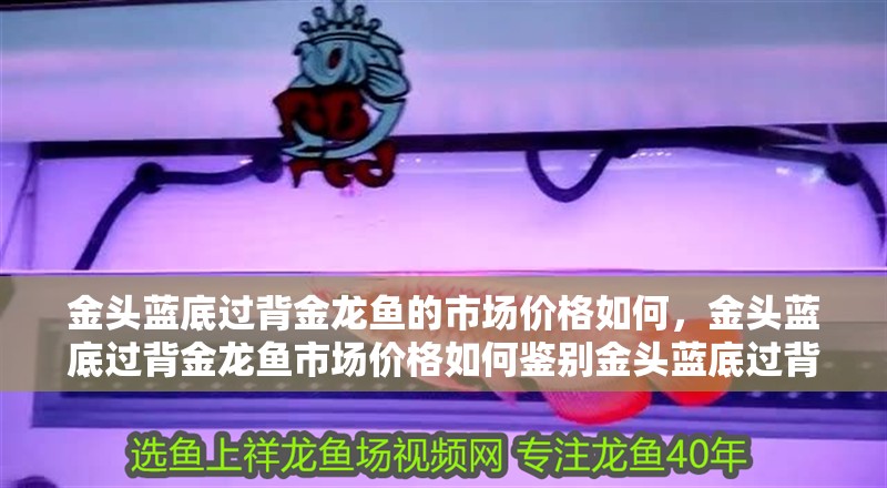 金頭藍(lán)底過(guò)背金龍魚(yú)的市場(chǎng)價(jià)格如何，金頭藍(lán)底過(guò)背金龍魚(yú)市場(chǎng)價(jià)格如何鑒別金頭藍(lán)底過(guò)背金龍魚(yú)的價(jià)格