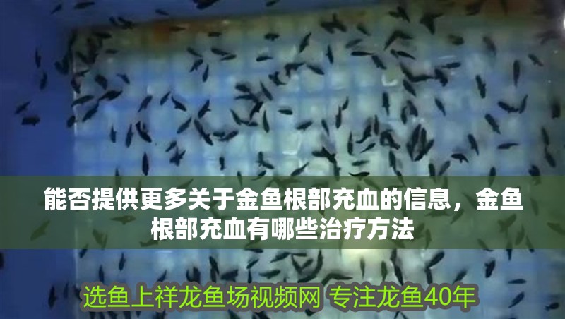 能否提供更多關于金魚根部充血的信息,金魚根部充血有哪些治療方法