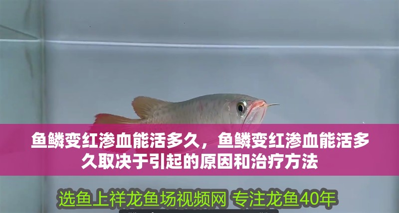 魚鱗變紅滲血能活多久,魚鱗變紅滲血能活多久取決于引起的原因和治療方法