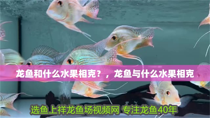 龍魚和什么水果相克?,龍魚與什么水果相克