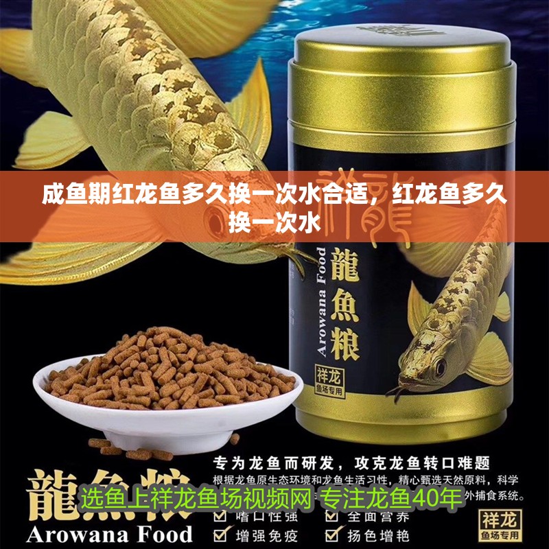 成魚期紅龍魚多久換一次水合適，紅龍魚多久換一次水