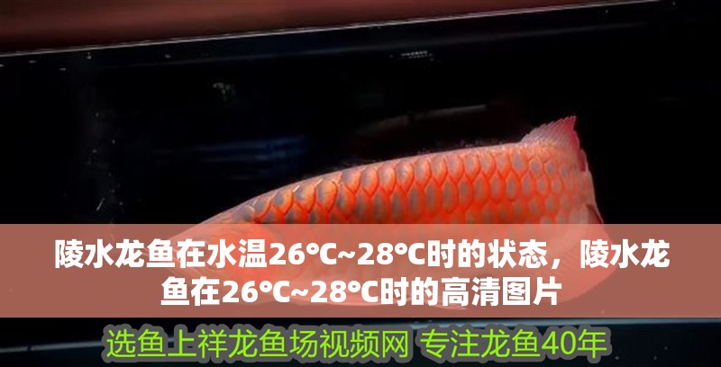 陵水龍魚在水溫26℃~28℃時的狀態，陵水龍魚在26℃~28℃時的高清圖片