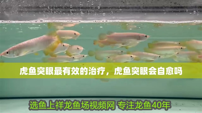 虎魚突眼最有效的治療，虎魚突眼會自愈嗎