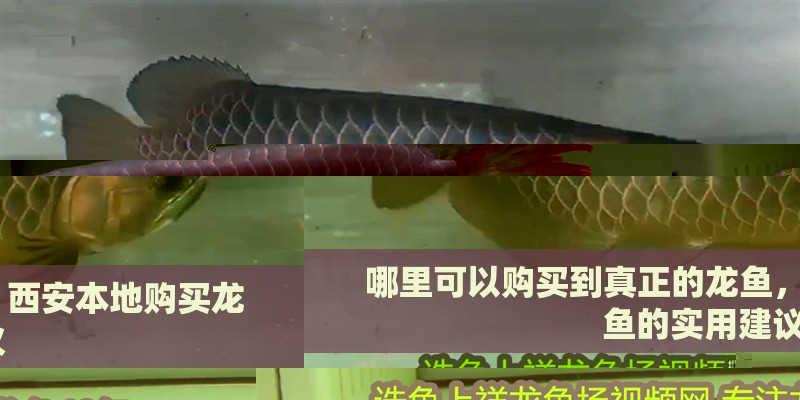 哪里可以購買到真正的龍魚，西安本地購買龍魚的實用建議