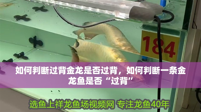 如何判斷過背金龍是否過背，如何判斷一條金龍魚是否“過背”