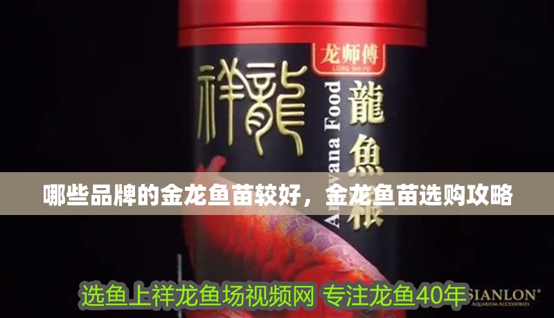 哪些品牌的金龍魚苗較好，金龍魚苗選購攻略
