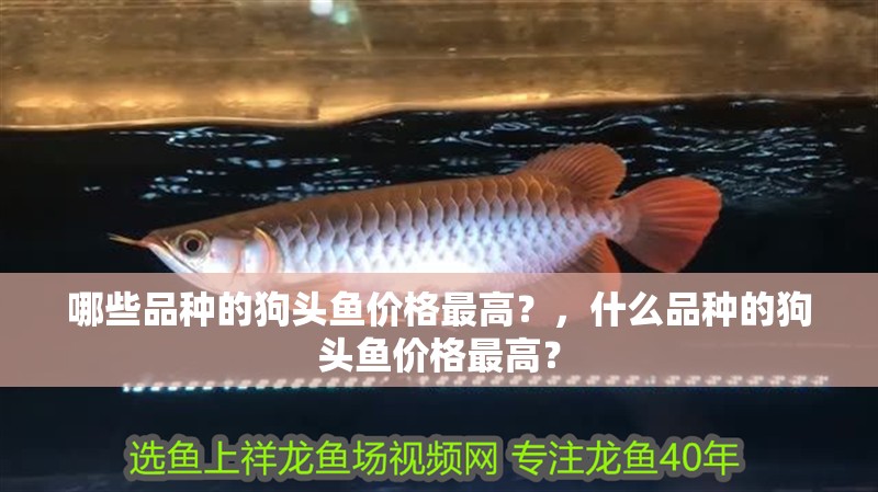 哪些品種的狗頭魚價格最高？，什么品種的狗頭魚價格最高？