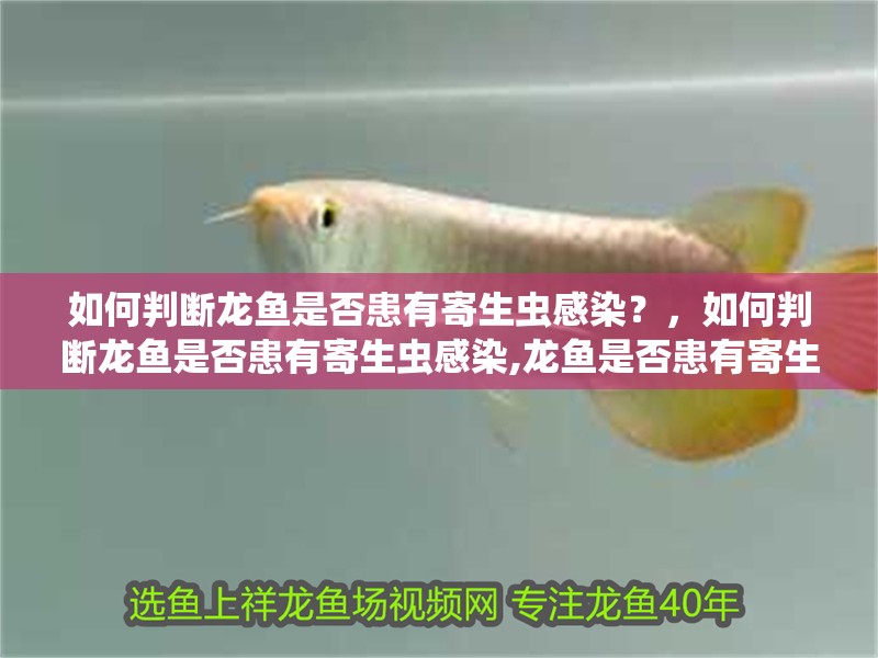 如何判斷龍魚是否患有寄生蟲感染？，如何判斷龍魚是否患有寄生蟲感染,龍魚是否患有寄生蟲感染
