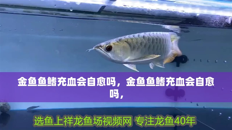 金魚魚鰭充血會(huì)自愈嗎，金魚魚鰭充血會(huì)自愈嗎，