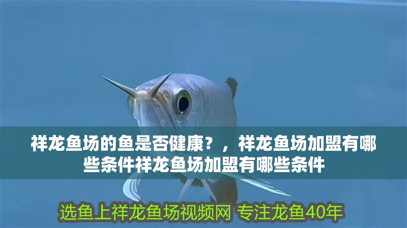 祥龍魚場的魚是否健康？，祥龍魚場加盟有哪些條件祥龍魚場加盟有哪些條件