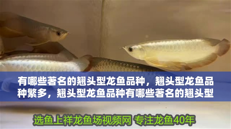 有哪些著名的翹頭型龍魚品種，翹頭型龍魚品種繁多，翹頭型龍魚品種有哪些著名的翹頭型龍魚品種