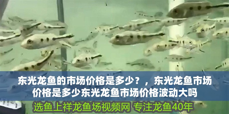 東光龍魚的市場價格是多少？，東光龍魚市場價格是多少東光龍魚市場價格波動大嗎
