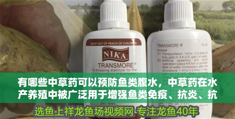 有哪些中草藥可以預防魚類腹水，中草藥在水產養殖中被廣泛用于增強魚類免疫、抗炎、抗菌
