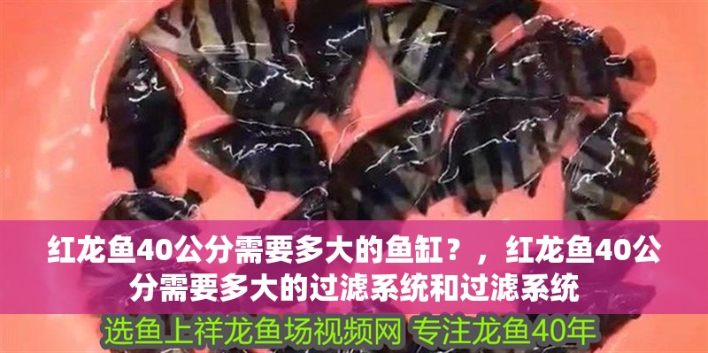 紅龍魚40公分需要多大的魚缸？，紅龍魚40公分需要多大的過濾系統和過濾系統