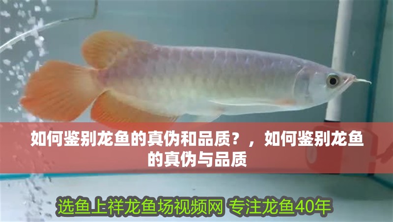 如何鑒別龍魚的真偽和品質？，如何鑒別龍魚的真偽與品質