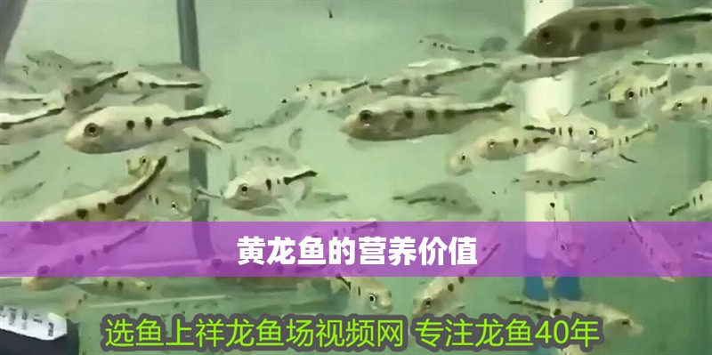 黃龍魚(yú)的營(yíng)養(yǎng)價(jià)值