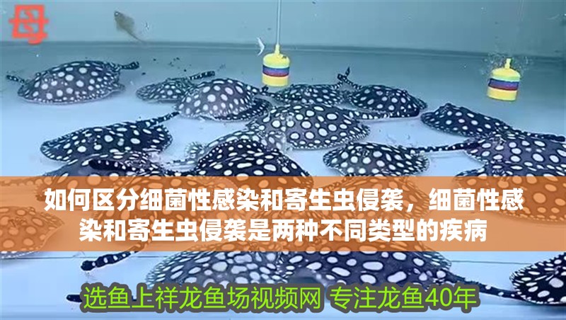 如何區分細菌性感染和寄生蟲侵襲，細菌性感染和寄生蟲侵襲是兩種不同類型的疾病