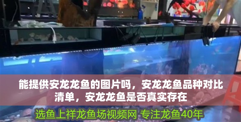 能提供安龍龍魚的圖片嗎，安龍龍魚品種對比清單，安龍龍魚是否真實存在