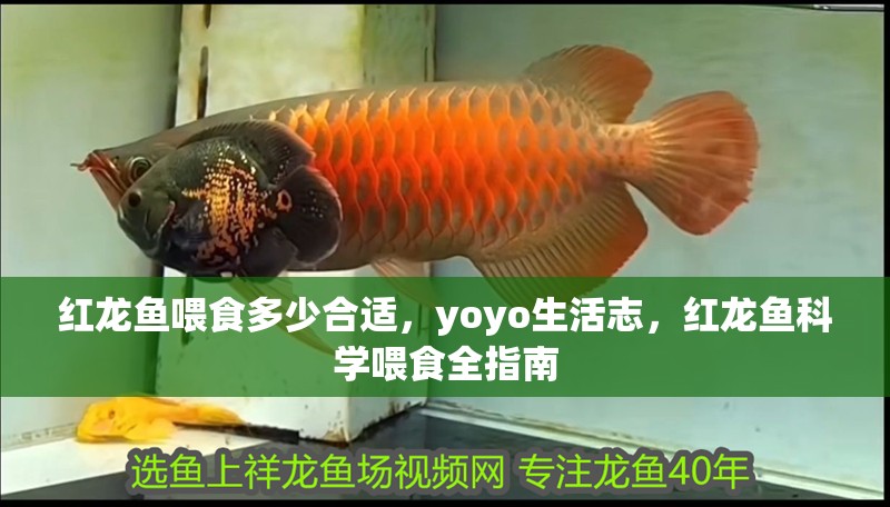紅龍魚喂食多少合適，yoyo生活志，紅龍魚科學喂食全指南