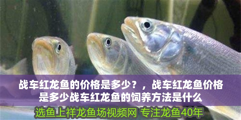 戰車紅龍魚的價格是多少？，戰車紅龍魚價格是多少戰車紅龍魚的飼養方法是什么
