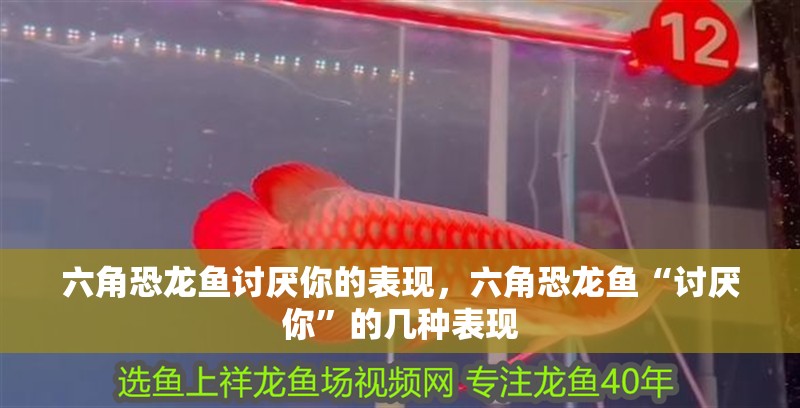 六角恐龍魚討厭你的表現，六角恐龍魚“討厭你”的幾種表現