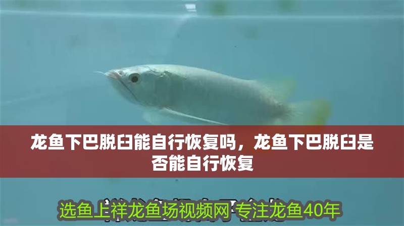 龍魚下巴脫臼能自行恢復嗎，龍魚下巴脫臼是否能自行恢復
