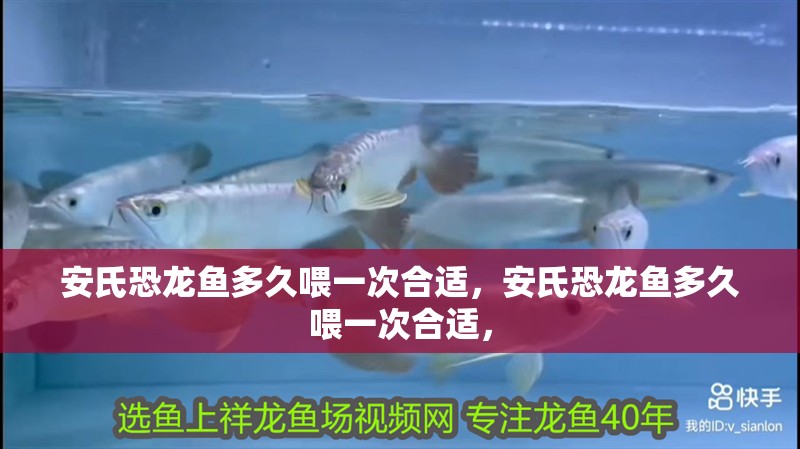 安氏恐龍魚多久喂一次合適，安氏恐龍魚多久喂一次合適，