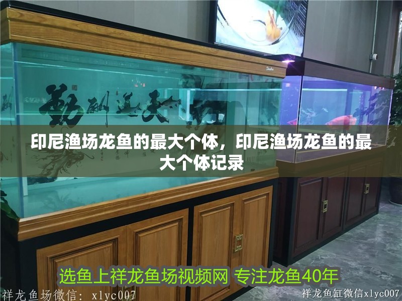 印尼漁場龍魚的最大個體，印尼漁場龍魚的最大個體記錄
