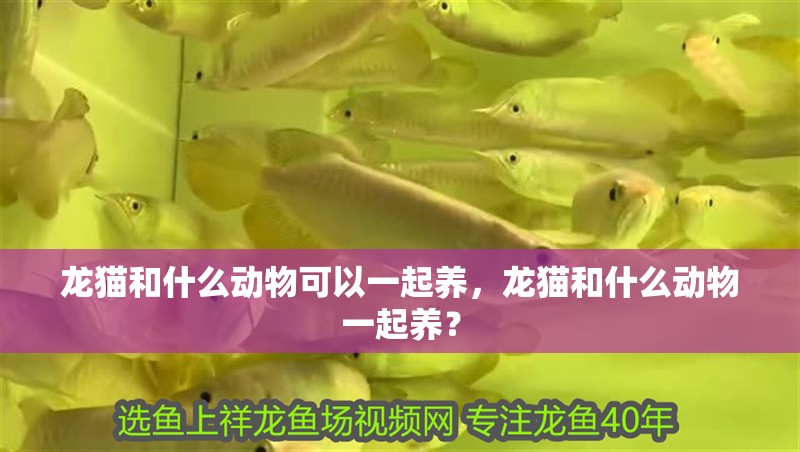 龍貓和什么動物可以一起養，龍貓和什么動物一起養？